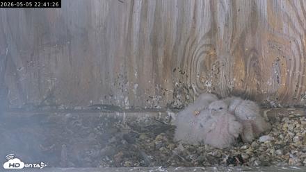 Richmond Virginia Peregrine Falcon Live Cam - May 5, 2026, 10:42pm EDT