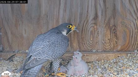 Richmond Virginia Peregrine Falcon Live Cam - Apr 29, 2026, 7:50am EDT