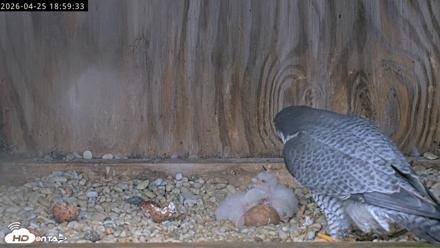 Richmond Virginia Peregrine Falcon Live Cam - Apr 25, 2026, 7:11pm EDT