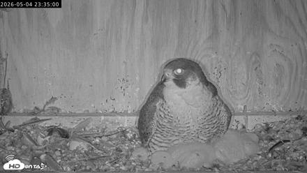 Richmond Virginia Peregrine Falcon Live Cam - May 4, 2026, 11:35pm EDT