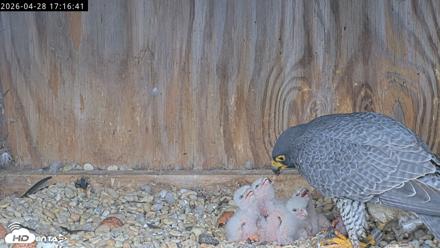 Richmond Virginia Peregrine Falcon Live Cam - Apr 28, 2026, 5:28pm EDT