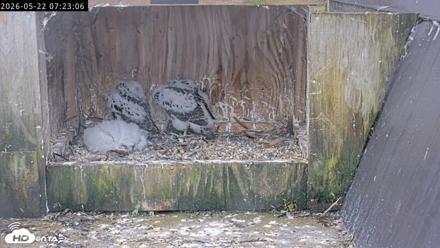 Richmond Virginia Peregrine Falcon Live Cam - May 22, 2026, 7:23am EDT