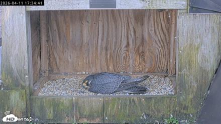 Richmond Virginia Peregrine Falcon Live Cam - Apr 11, 2026, 5:46pm EDT