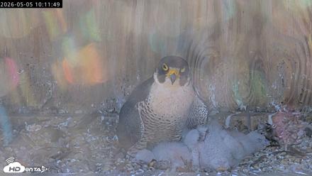 Richmond Virginia Peregrine Falcon Live Cam - May 5, 2026, 10:12am EDT