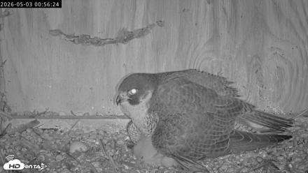 Richmond Virginia Peregrine Falcon Live Cam - May 3, 2026, 12:57am EDT