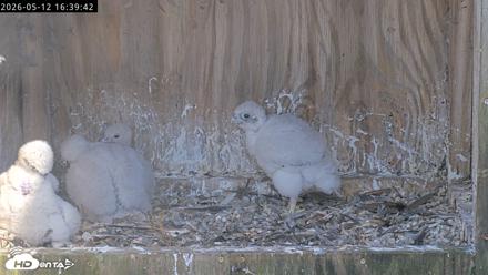 Richmond Virginia Peregrine Falcon Live Cam - May 12, 2026, 4:40pm EDT