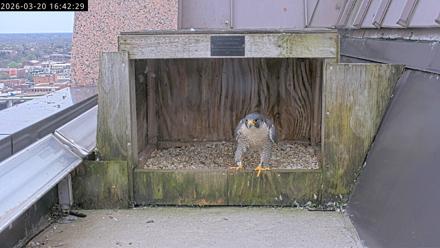 Richmond Virginia Peregrine Falcon Live Cam - Mar 20, 2026, 4:53pm EDT