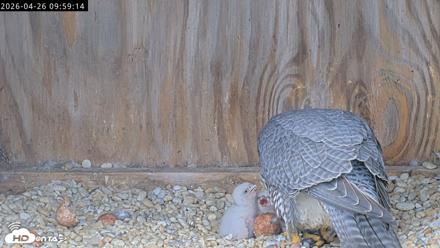 Richmond Virginia Peregrine Falcon Live Cam - Apr 26, 2026, 10:11am EDT