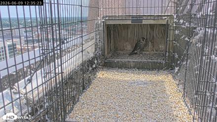Richmond Virginia Peregrine Falcon Live Cam - Jun 9, 2026, 12:37pm EDT