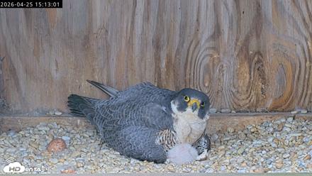 Richmond Virginia Peregrine Falcon Live Cam - Apr 25, 2026, 3:24pm EDT