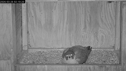 Richmond Virginia Peregrine Falcon Live Cam - Mar 26, 2026, 2:21am EDT