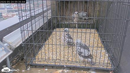 Richmond Virginia Peregrine Falcon Live Cam - May 24, 2026, 9:37am EDT