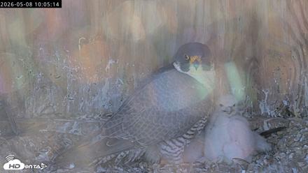 Richmond Virginia Peregrine Falcon Live Cam - May 8, 2026, 10:06am EDT