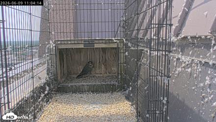 Richmond Virginia Peregrine Falcon Live Cam - Jun 9, 2026, 11:06am EDT