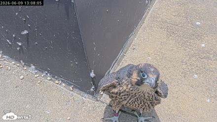 Richmond Virginia Peregrine Falcon Live Cam - Jun 9, 2026, 1:09pm EDT