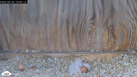 Richmond Virginia Peregrine Falcon Live Cam - Apr 26, 2026, 10:17am EDT