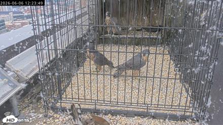 Richmond Virginia Peregrine Falcon Live Cam - Jun 6, 2026, 12:25pm EDT