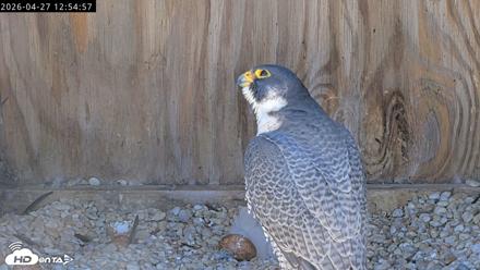 Richmond Virginia Peregrine Falcon Live Cam - Apr 27, 2026, 1:06pm EDT