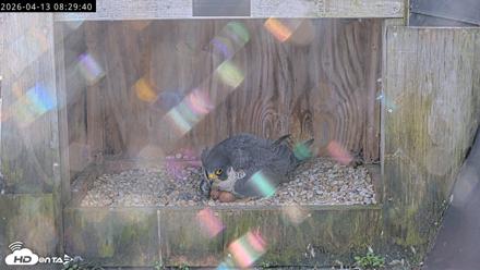 Richmond Virginia Peregrine Falcon Live Cam - Apr 13, 2026, 8:41am EDT