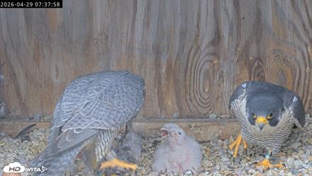 Richmond Virginia Peregrine Falcon Live Cam - Apr 29, 2026, 7:49am EDT