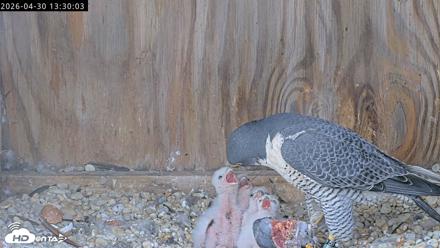 Richmond Virginia Peregrine Falcon Live Cam - Apr 30, 2026, 1:41pm EDT