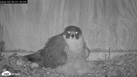 Richmond Virginia Peregrine Falcon Live Cam - May 4, 2026, 1:36am EDT