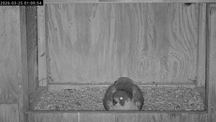 Richmond Virginia Peregrine Falcon Live Cam - Mar 25, 2026, 1:12am EDT
