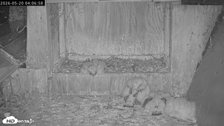 Richmond Virginia Peregrine Falcon Live Cam - May 20, 2026, 4:07am EDT