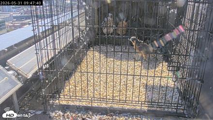 Richmond Virginia Peregrine Falcon Live Cam - May 31, 2026, 9:50am EDT