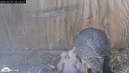 Richmond Virginia Peregrine Falcon Live Cam - May 1, 2026, 8:17pm EDT