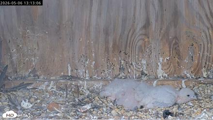 Richmond Virginia Peregrine Falcon Live Cam - May 6, 2026, 1:13pm EDT