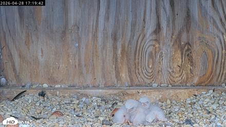 Richmond Virginia Peregrine Falcon Live Cam - Apr 28, 2026, 5:31pm EDT