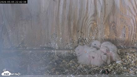 Richmond Virginia Peregrine Falcon Live Cam - May 5, 2026, 10:44pm EDT