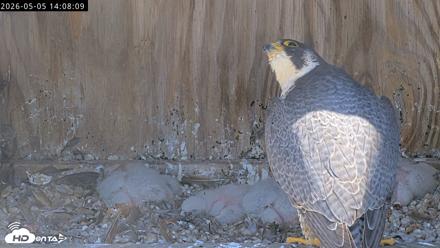 Richmond Virginia Peregrine Falcon Live Cam - May 5, 2026, 2:08pm EDT