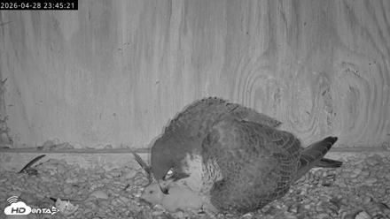 Richmond Virginia Peregrine Falcon Live Cam - Apr 28, 2026, 11:56pm EDT