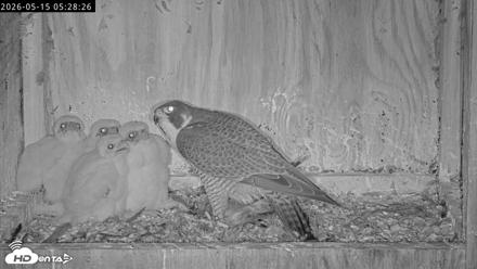 Richmond Virginia Peregrine Falcon Live Cam - May 15, 2026, 5:29am EDT