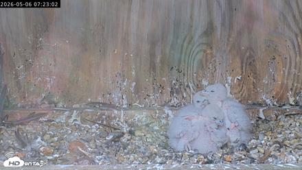 Richmond Virginia Peregrine Falcon Live Cam - May 6, 2026, 7:23am EDT