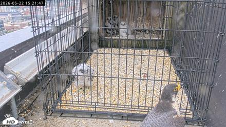 Richmond Virginia Peregrine Falcon Live Cam - May 22, 2026, 3:23pm EDT