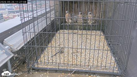 Richmond Virginia Peregrine Falcon Live Cam - May 26, 2026, 11:28am EDT