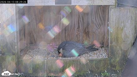 Richmond Virginia Peregrine Falcon Live Cam - Apr 13, 2026, 8:41am EDT