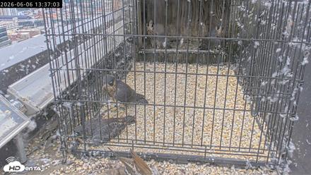 Richmond Virginia Peregrine Falcon Live Cam - Jun 6, 2026, 1:38pm EDT