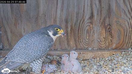 Richmond Virginia Peregrine Falcon Live Cam - Apr 29, 2026, 7:52am EDT