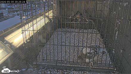 Richmond Virginia Peregrine Falcon Live Cam - May 30, 2026, 8:28pm EDT