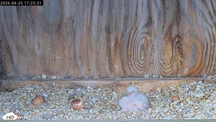 Richmond Virginia Peregrine Falcon Live Cam - Apr 25, 2026, 5:35pm EDT