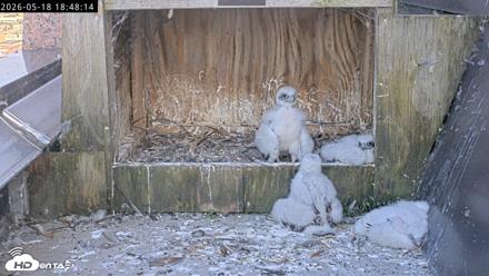 Richmond Virginia Peregrine Falcon Live Cam - May 18, 2026, 6:50pm EDT