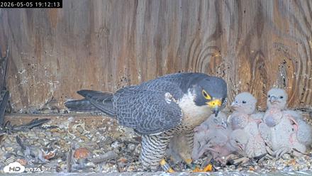 Richmond Virginia Peregrine Falcon Live Cam - May 5, 2026, 7:13pm EDT