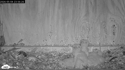 Richmond Virginia Peregrine Falcon Live Cam - May 4, 2026, 11:57pm EDT
