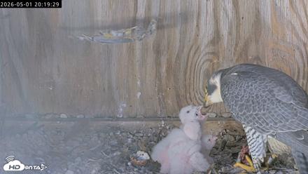 Richmond Virginia Peregrine Falcon Live Cam - May 1, 2026, 8:20pm EDT