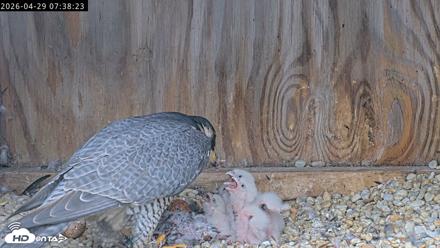 Richmond Virginia Peregrine Falcon Live Cam - Apr 29, 2026, 7:50am EDT