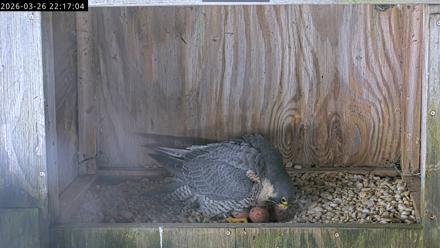 Richmond Virginia Peregrine Falcon Live Cam - Mar 26, 2026, 10:28pm EDT